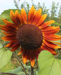 SUNFLOWER VELVET QUEEN