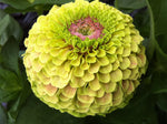 ZINNIAS QUEENY LIME WITH BLOTCH