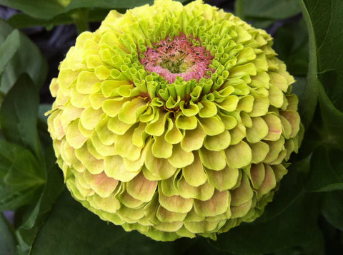 ZINNIAS QUEENY LIME WITH BLOTCH