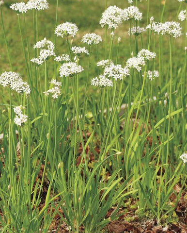 GARLIC CHIVES