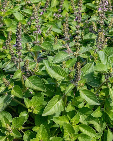 BASIL HOLY BASIL ORGANIC