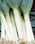 LEEKS TADORNA ORGANIC
