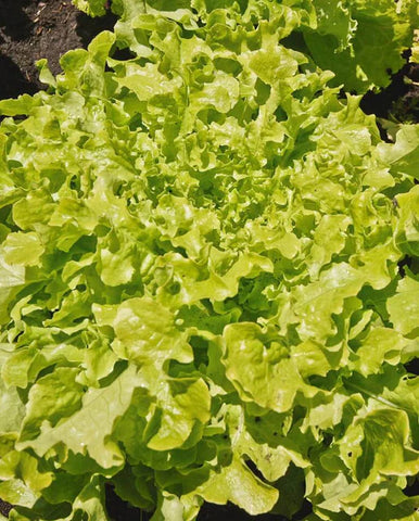 LETTUCE GREEN SALAD BOWL
