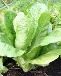 LETTUCE PARRIS ISLAND