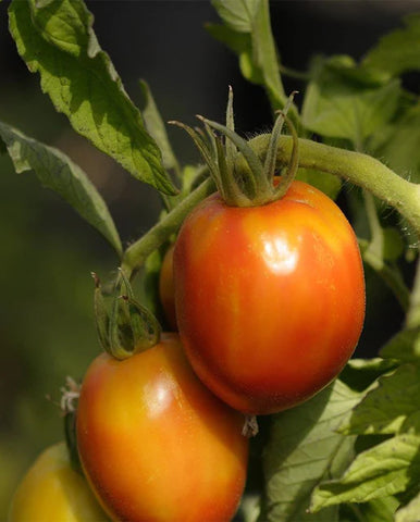 TOMATOES AMISH PASTE ROMA