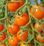 TOMATOES CHERRY SUNGOLD