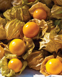 GROUND CHERRY AUNT MOLLY'S