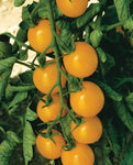 TOMATOES CHERRY SWEET GOLD