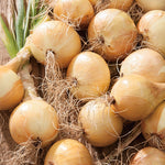 ONIONS AILSA CRAIG