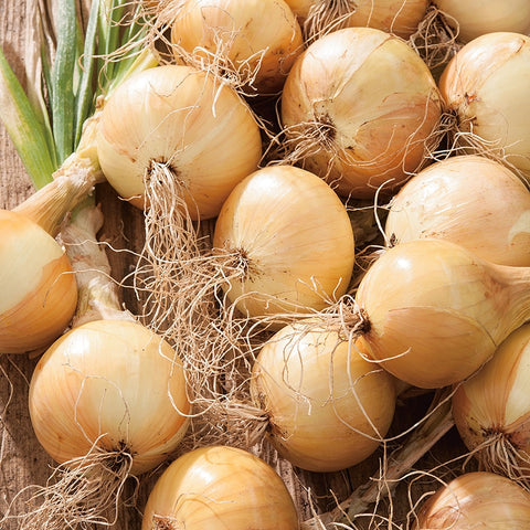 ONIONS AILSA CRAIG