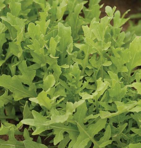 ARUGULA ASTRO ROQUETTE