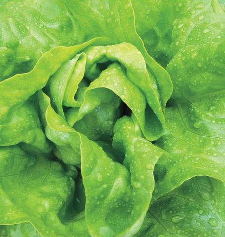 LETTUCE BUTTERCRUNCH