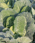 COLLARDS TOP BUNCH