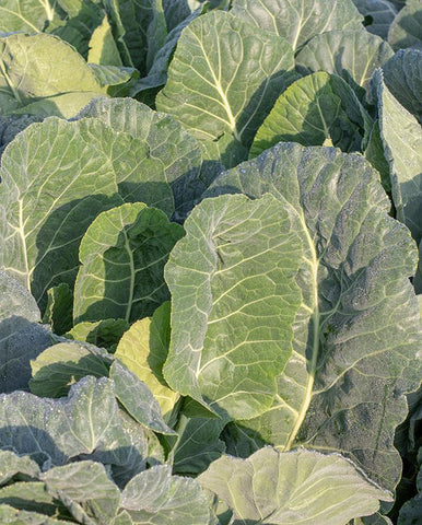 COLLARDS TOP BUNCH