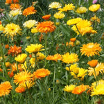CALENDULA PACIFIC BEAUTY