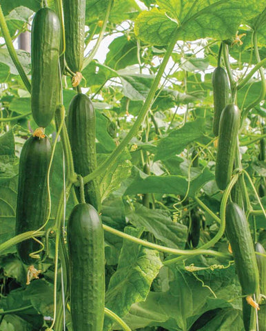 CUCUMBER SOCRATES ORGANIC