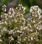 THYME ENGLISH