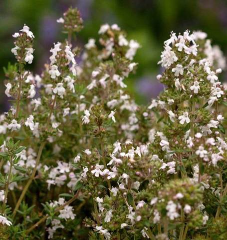 THYME ENGLISH