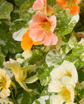 NASTURTIUM TIP TOP ALASKA MIX