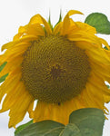 SUNFLOWER GIGANTEUS