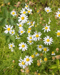 CHAMOMILE GERMAN ORGANIC