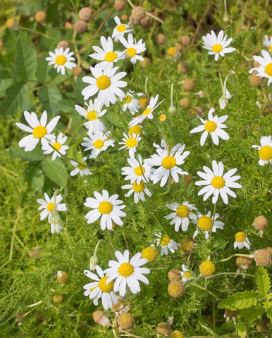 CHAMOMILE GERMAN ORGANIC