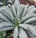 KALE LACINATO
