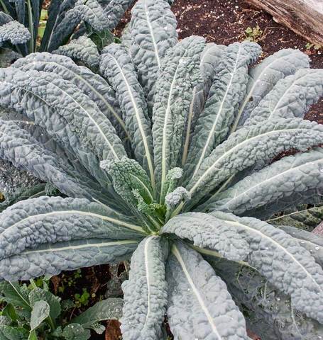 KALE LACINATO