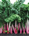 SWISS CHARD PEPPERMINT