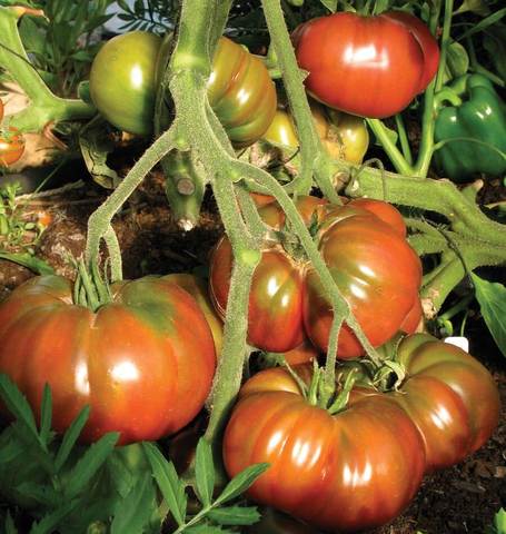 TOMATOES MAIN SEASON BLACK KRIM