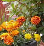 MARIGOLDS BROCADE