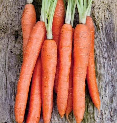 CARROTS NANTES CORELESS