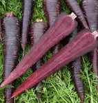 CARROTS DEEP PURPLE