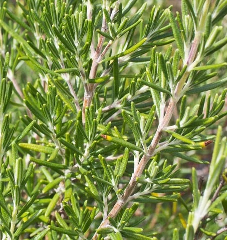 ROSEMARY