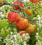 TOMATOES PINK BUMBLE BEE ORGANIC