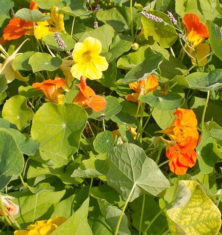 NASTURTIUM JEWEL MIX