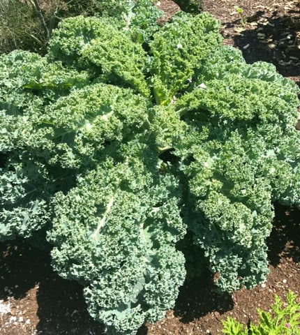 KALE WINTERBOR