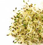 MUMM'S SPROUTING SEEDS - ALFALFA