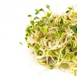 MUMM'S SPROUTING SEEDS- SPICY LENTIL CRUNCH