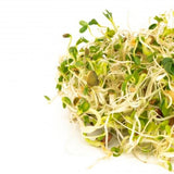 MUMM'S SPROUTING SEEDS- SPICY LENTIL CRUNCH