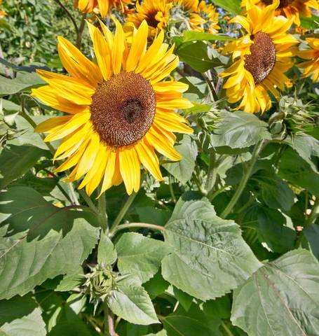 SUNFLOWER ORGANIC PEREDOVIK SUNFLOWER